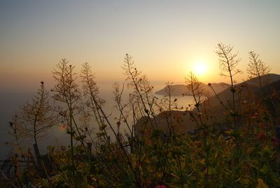 Close-up of plants against sunset sky