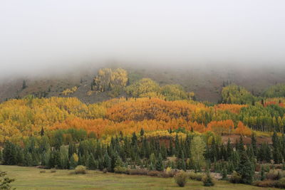 Trees in forest against sky