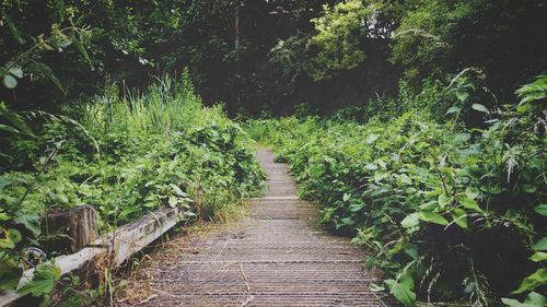 Walkway amidst trees in forest