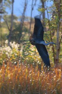 Bird flying in sky