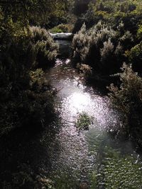 Stream flowing in garden