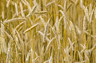 Close-up of stalks in wheat field