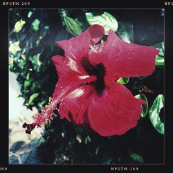 Close-up of red flowers