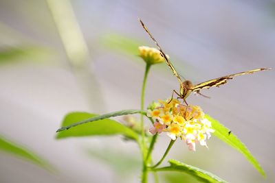 Close-up of butterfly pollinating on flower