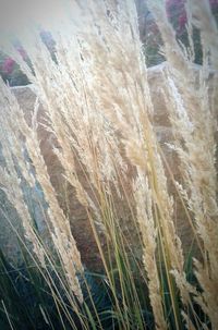 Close-up of plants growing on field