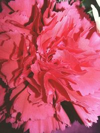 Full frame shot of red petals
