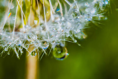 Close-up of raindrops on flower