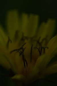 Close-up of flower against blurred background