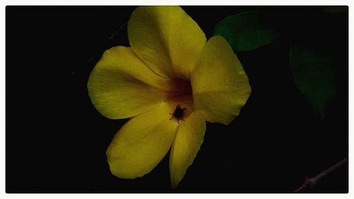 Close-up of yellow flower