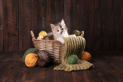 Cat sitting in basket on table