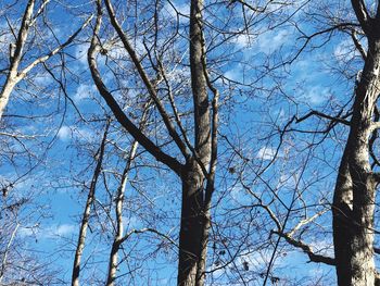 Low angle view of bare trees against blue sky