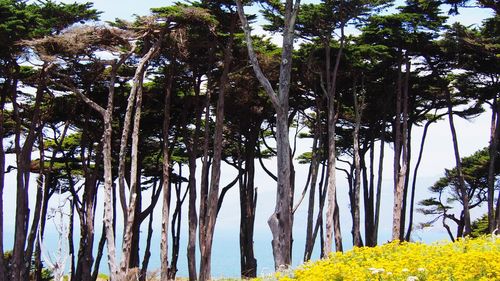 Trees in park