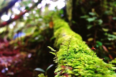 Close-up of plant growing on tree