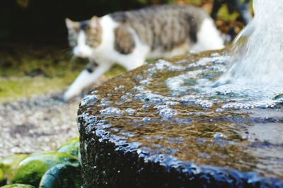 Surface level of stream