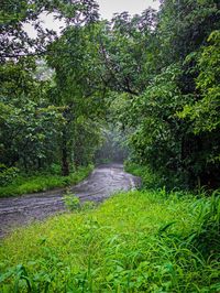 Road amidst trees in forest