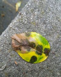 Close-up of yellow flower