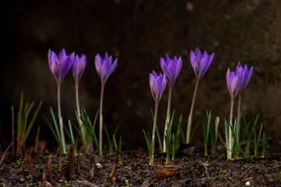 Close-up of purple crocus flowers on field