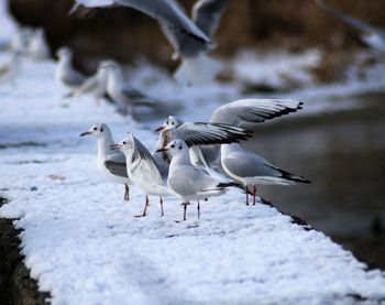 Seagulls flying over snow