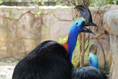 Close-up of peacock perching outdoors