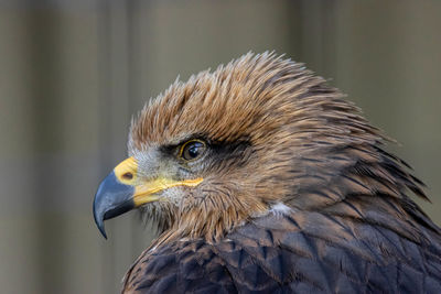 Close-up of a bird