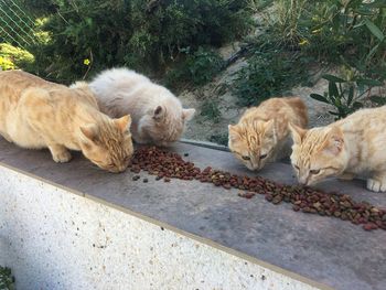 Cats sleeping in a farm