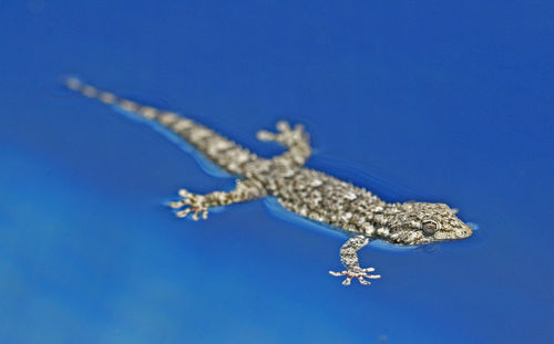 Close-up of tree against blue sky