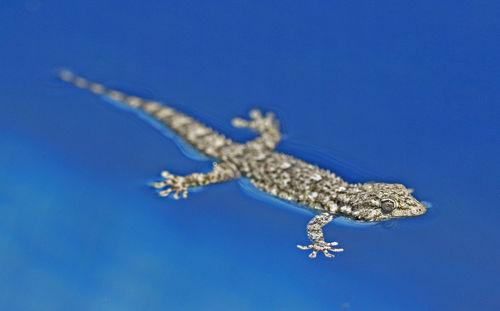Full length of lizard floating on water