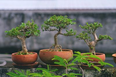 Close-up of small plant in pot