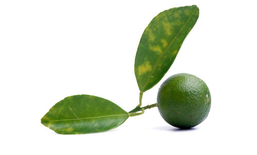 Close-up of green fruit against white background