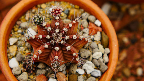 Directly above shot of potted plant