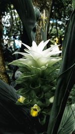 Close-up of white flowering plant