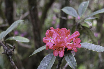 Close-up of wet pink flower