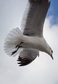 Bird flying against sky