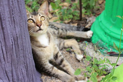 Close-up of cat sitting outdoors