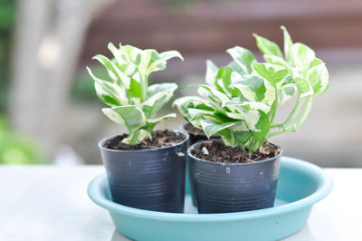 Close-up of potted plant