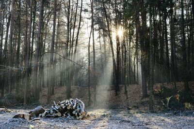 Trees in forest