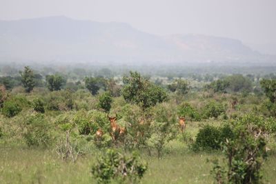 Scenic view of trees on landscape against sky