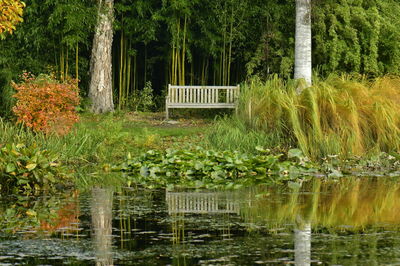 Scenic view of lake in forest