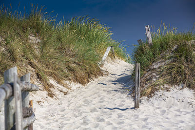 Plants on beach during winter against sky