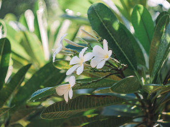 Close-up of white flowering plant