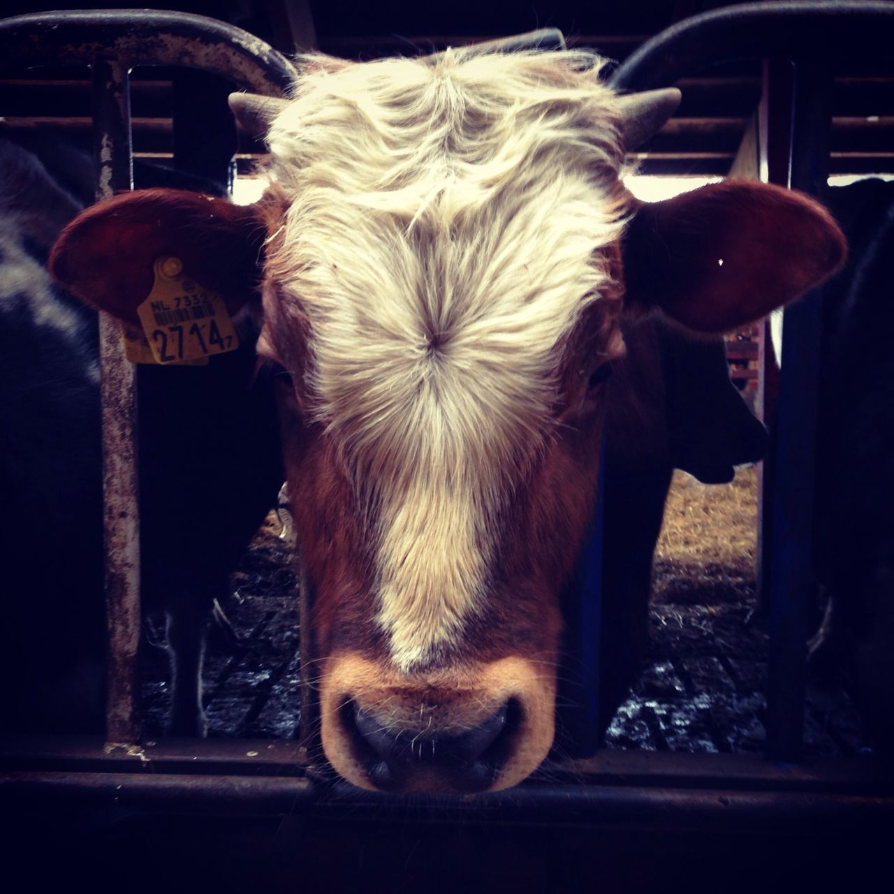 domestic animals, animal themes, mammal, livestock, one animal, animal head, close-up, portrait, looking at camera, front view, cow, horse, domestic cattle, no people, standing, pets, zoology, animal pen, focus on foreground, animal hair