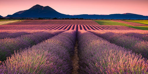 Scenic view of lavender field against sky