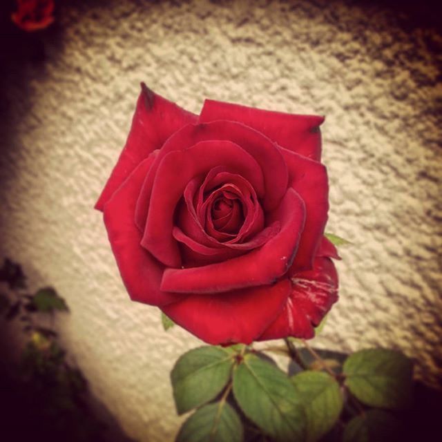 flower, rose - flower, petal, red, flower head, rose, fragility, close-up, freshness, beauty in nature, single flower, focus on foreground, growth, nature, indoors, pink color, plant, blooming, selective focus, leaf