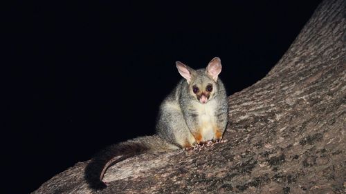 Animal on tree