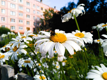 White flowering plants