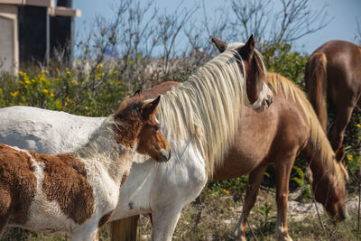 Horses standing in ranch