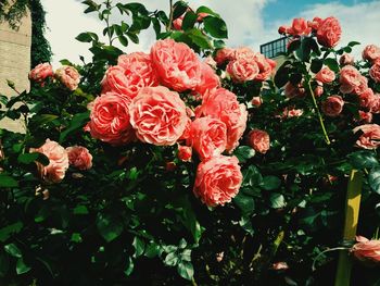 Close-up of red flowers blooming outdoors