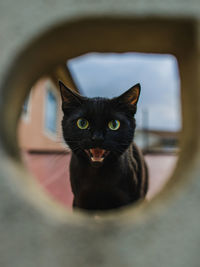 Close-up portrait of black cat