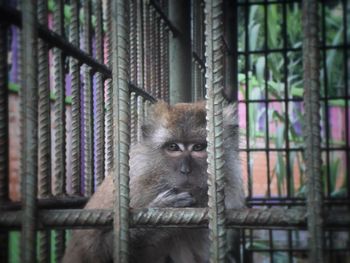 Close-up of monkey in cage at zoo