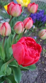 Close-up of red flowers blooming outdoors